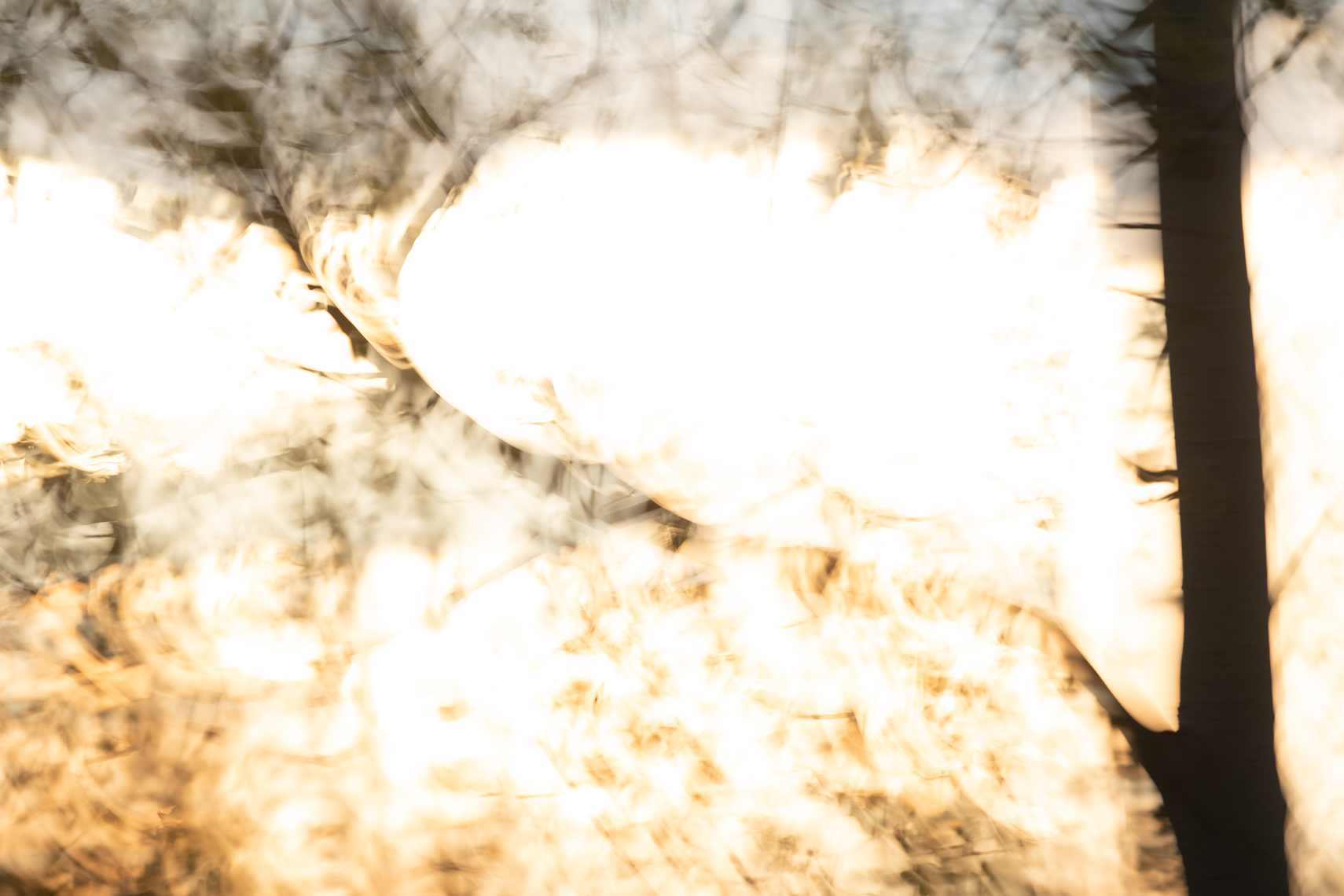 JOAN_SULLIVAN_ICM_TREMBLING_ASPEN-1