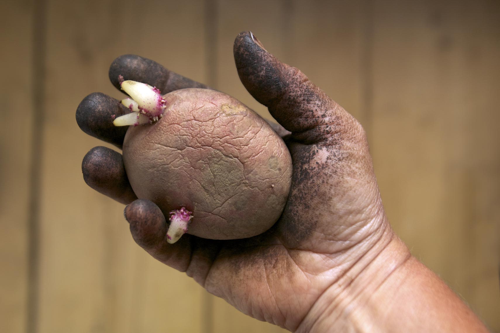 potato-dirty-hand.jpg